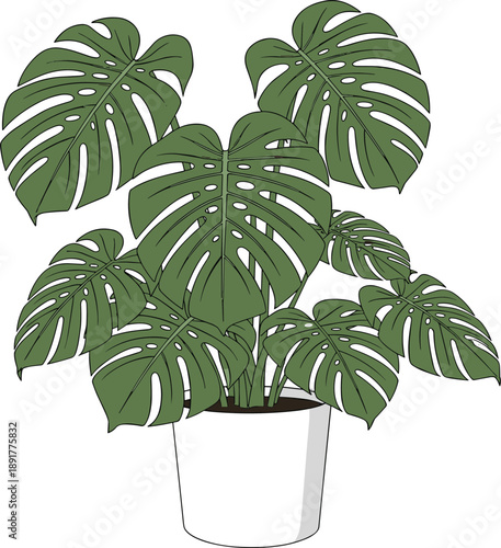 Hand drawn vector illustration of a lush green Monstera deliciosa Swiss cheese houseplant in a white ceramic pot isolated on a plain background