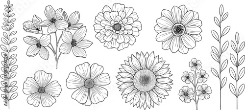Hand drawn vector set of various blooming flowers and leaves in black and white line art style isolated on white background for botanical floral design