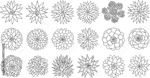 Hand drawn vector set of various succulent plants and desert cacti in black and white line art style isolated on white background for botanical design
