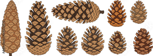 Hand drawn vector set of various pine cones in different shapes and sizes isolated on white background for autumn winter forest nature design