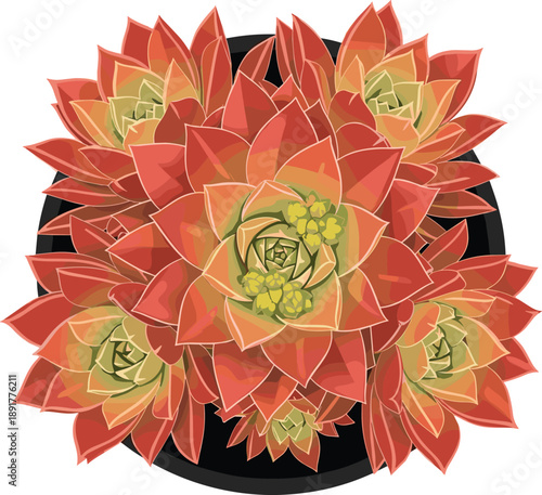 Top view flat vector illustration of vibrant red and orange Echeveria succulent plants in a black round pot isolated on white background