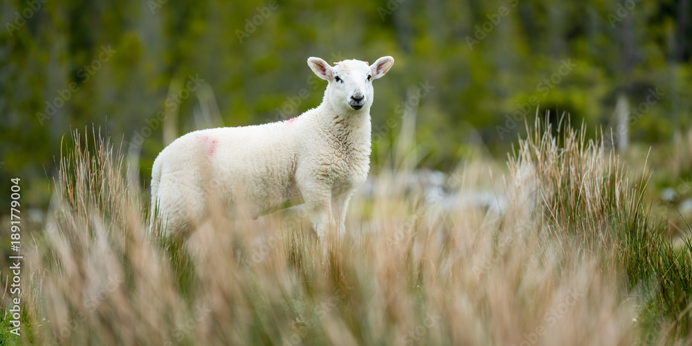 Fototapeta premium Sheep marked with dye grazing in green pastures. Adult sheep and baby lambs feeding in lush green meadows of Ireland.