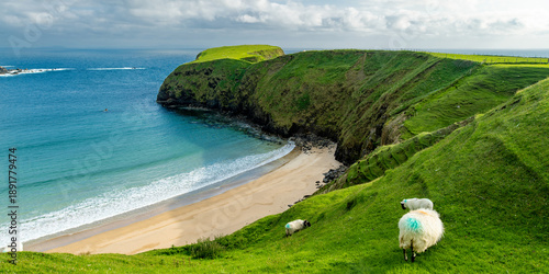 Sheep grazing near Silver Strand, a sandy beach in a sheltered,