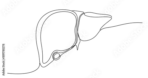 Minimalist line drawing of human liver anatomy. No editable stroke