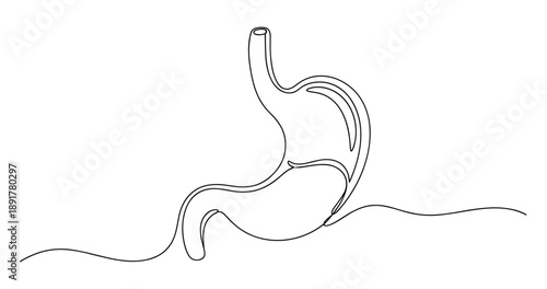 Simple line drawing of human stomach anatomy on white background. No editable stroke