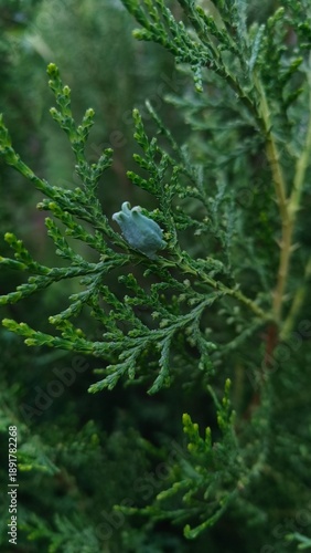 a bud on a green tuye