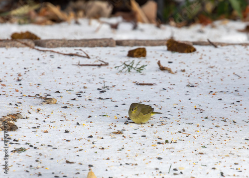 Orange crested warbler foraging in snow in Texas