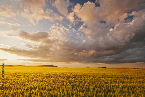 Foto field of spring wheat with dramatic sky, near Bruxelles, Manitoba, Canada