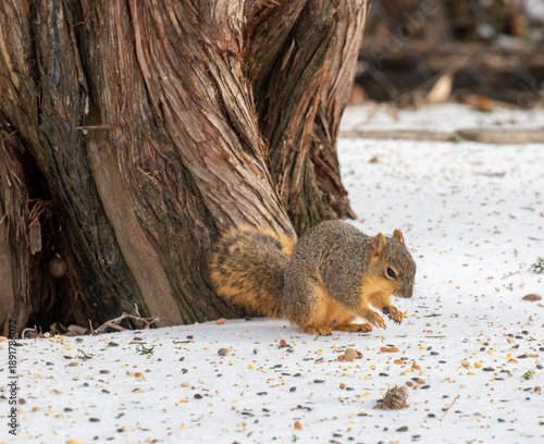 Fox squirrel foraging in snow in Texas