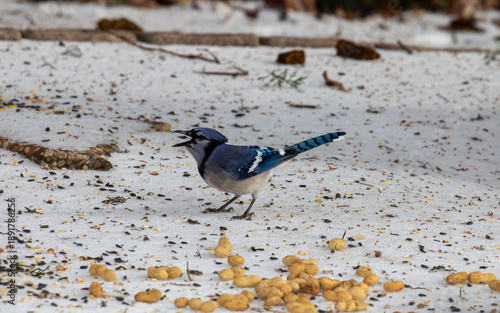 Blue jay foraging in snow in Texas