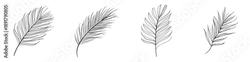 Elegant Line Art of a Feather