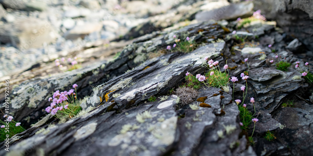 Fototapeta premium Rough rocky shore along famous Ring of Kerry route. Rugged coast of on Iveragh Peninsula, County Kerry, Ireland.