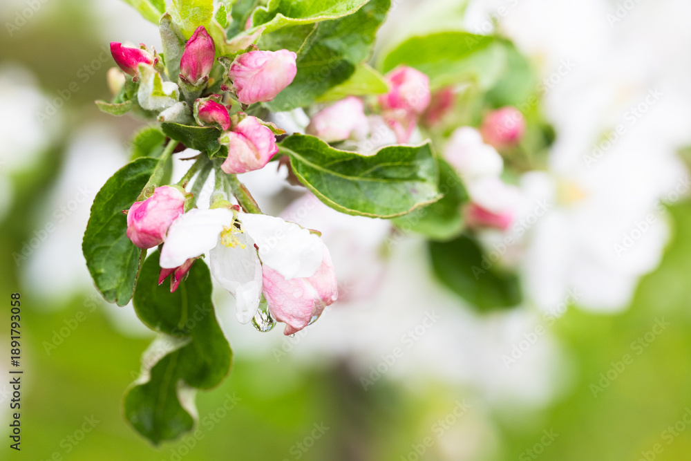 Fototapeta premium Apple tree branches with green leaves and white pink flowers under drops of dew