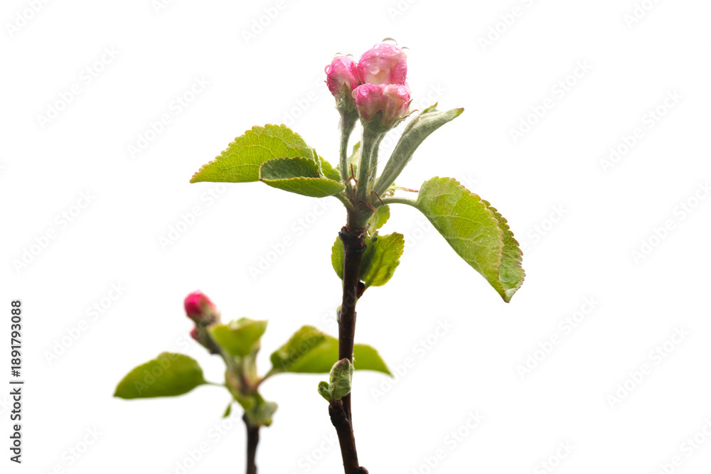 Fototapeta premium Apple branches with green leaves and pink buds under drops of dew isolated