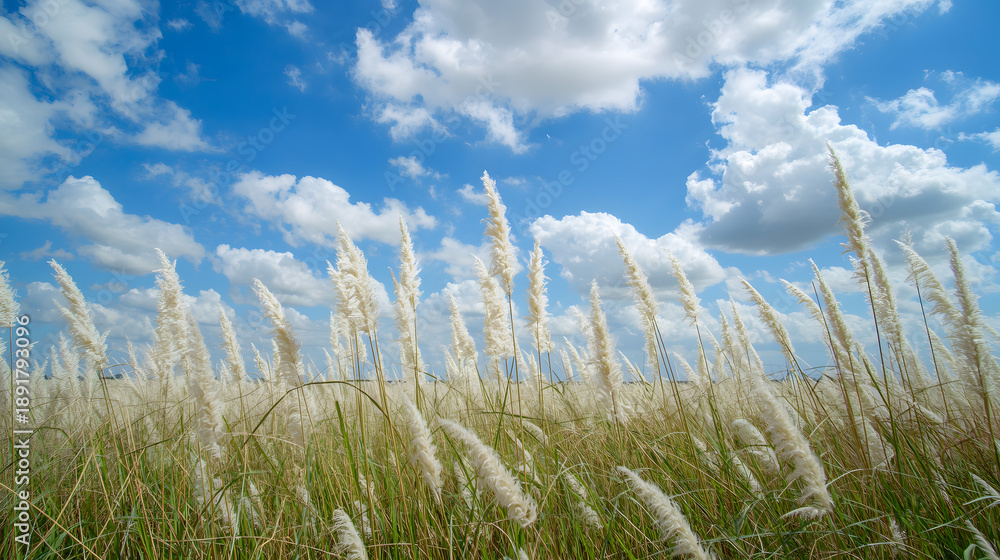 Obraz premium The image shows a field of kans grass locally known as 