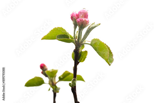 Apple branches with green leaves and pink buds under drops of dew isolated