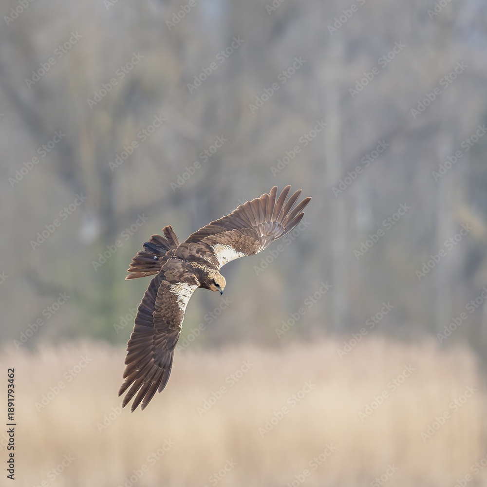 Fototapeta premium Rohrweihe (Circus aeruginosus) im Flug über Schilf – eleganter Greifvogel mit ausgebreiteten Flügeln, natürliche Wildlife Szene mit selektivem Fokus und ruhigem Hintergrund 