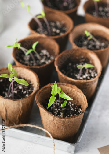 Young chili and paprika plants sprouting in soil, presented in compostable pots for home gardening and seed propagation