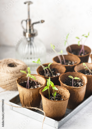 Organic chili and paprika seedlings growing in biodegradable pots on a tray, with gardening tools softly blurred in the background. Home gardening and plant care concept.