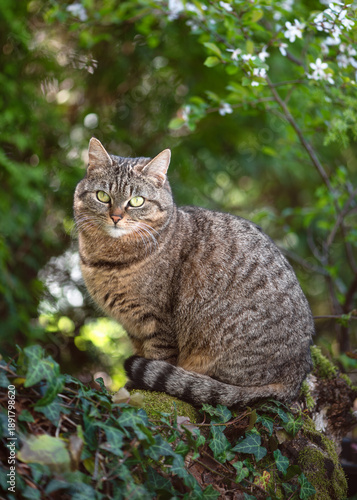 Curious tabby domestic cat (Felis catus) sitting on a moss-covered tree trunk in a lush country garden. Natural spring setting with green foliage, soft daylight, selective focus