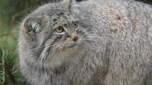 A close-up view of a thick-furred Pallas's cat
with distinctive markings and large expressive eyes observing its surroundings