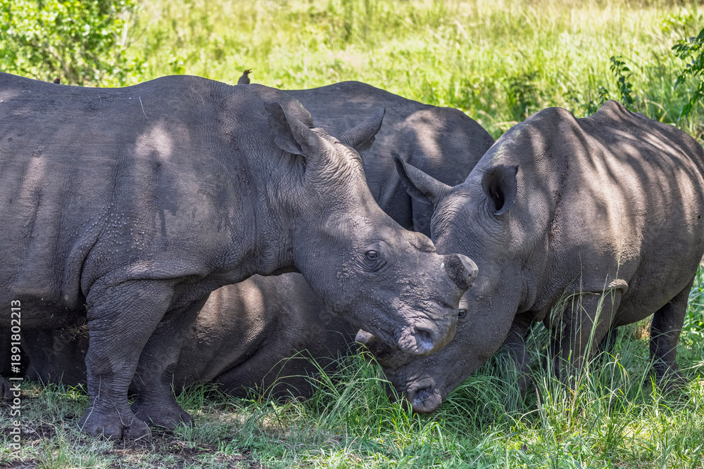 Obraz premium Close up of a group of wild Rhinoceros in Hluhluwe Imfolozi National Park, South Africa in December 2024