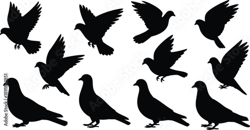 Collection of bird silhouettes in flying and standing poses, isolated on white background, black avian shapes for wildlife illustration and graphic design use