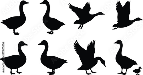 Collection of goose silhouettes in standing and flying poses including adult and chick, isolated on white background, wildlife bird illustration set