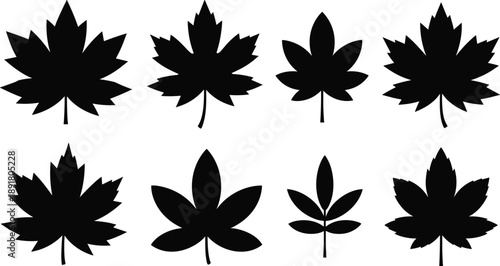 Collection of leaf silhouettes in various shapes and styles, isolated on white background, botanical autumn foliage illustration set for design use