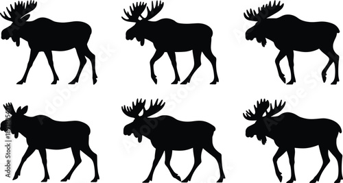 Collection of moose silhouettes with large antlers in different walking poses, isolated on white background, wild forest animal illustration set