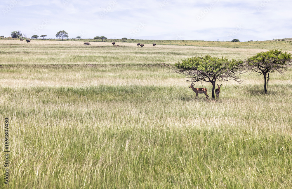 Naklejka premium Impala sheltering from sun under small tree in middle of long grass with ostrich and zebra grazing in background in Tala Game Reserve, South Africa