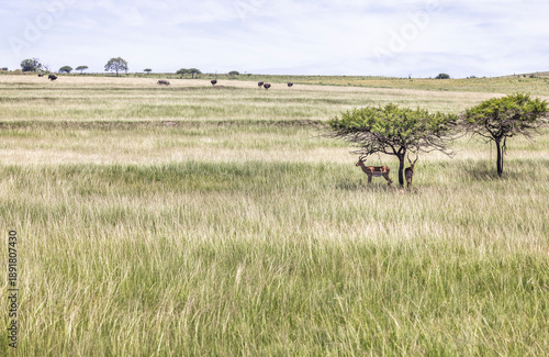 Impala sheltering from sun under small tree in middle of long grass with ostrich and zebra grazing in background in Tala Game Reserve, South Africa