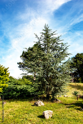Beautiful young Blue Atlas Cedar or Cedrus Atlantica Glauca with blue needles in the botanical garden in Nitra, Slovakia.