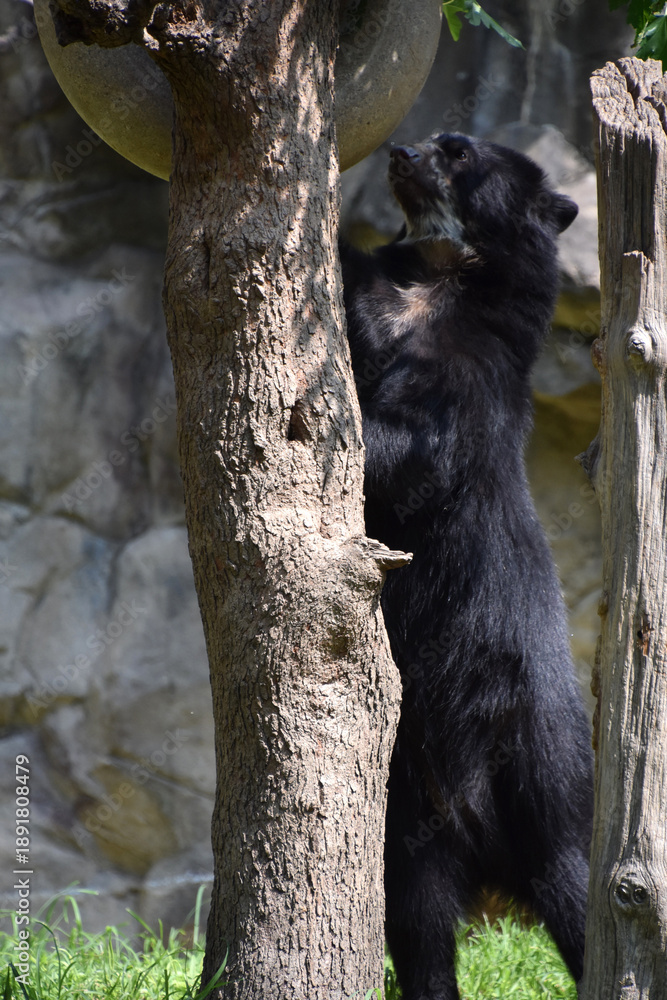 Fototapeta premium Black Bear Standing on Back legs Stretching Tall