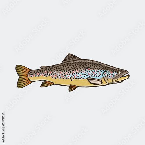 brook trout