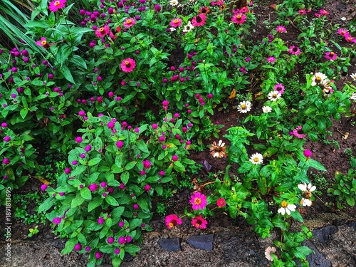 Colorful zinnia and globe amaranth flowers in a garden