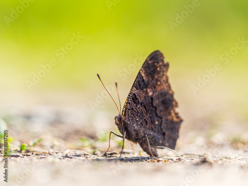 Peacock butterfly on the ground among the grass