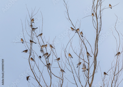 A flock of thrush birds sitting on branches in a winter park against a white sky
