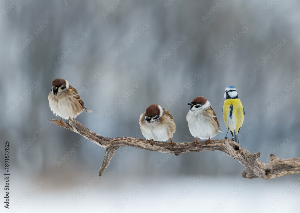 Fototapeta premium Funny birds sparrows and blue tit sitting in a row in a winter garden on a tree branch