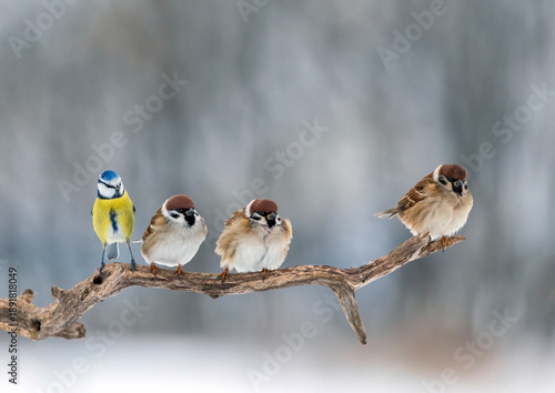 Funny birds sparrows and blue tit sitting in the winter garden on a tree branch