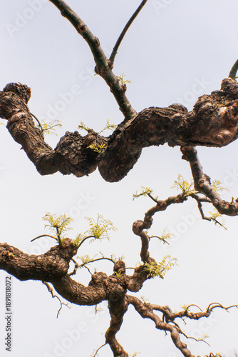 Twisted tree branches against the sky