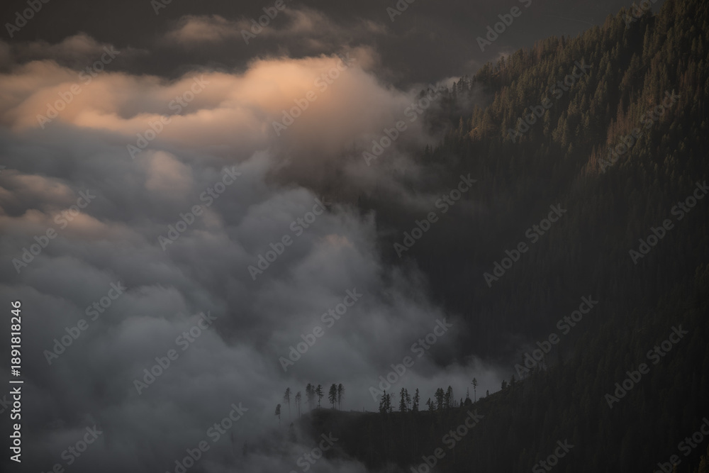 Fototapeta premium Breathtaking high-angle view of dense fog and clouds rolling over a pine forest during golden hour. Featuring dramatic lighting and deep textures.