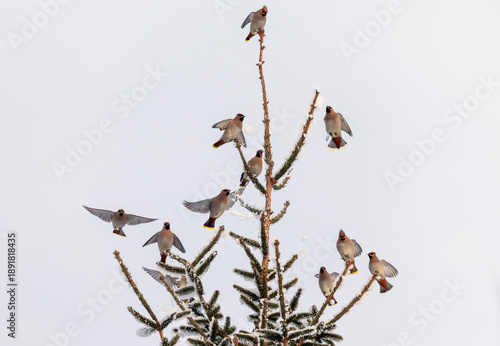 A flock of waxwing birds sit on snow-covered spruce branches in a winter gard...