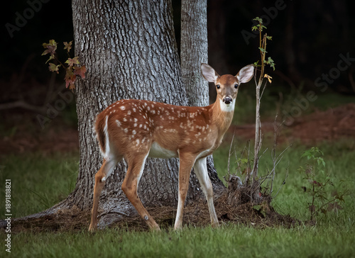 Fawn at the edge of Woods