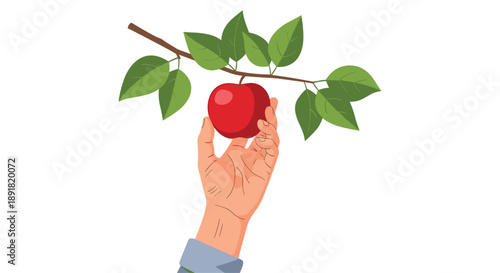 Hand Picking a Ripe Red Apple from a Green Leafy Branch Minimalist Vector Illustration on White Background