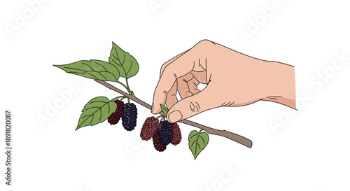 Detailed Hand Picking Dark Purple Mulberries from a Green Leafy Branch Realistic Vector Illustration