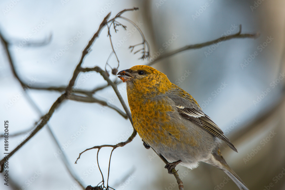 Fototapeta premium pinicola enucleator a bird sits on a branch in winter 