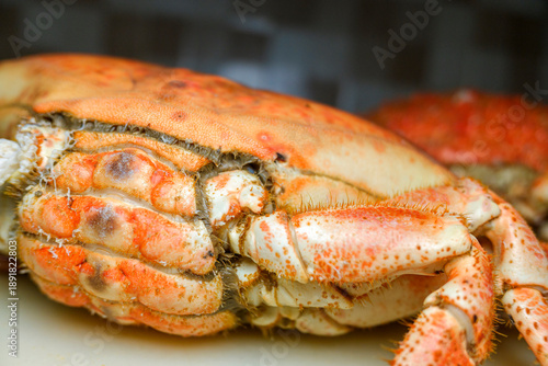 Bild auf Leinwand Gastronomic photography of a Galician spider crab or Centollo served in a restau