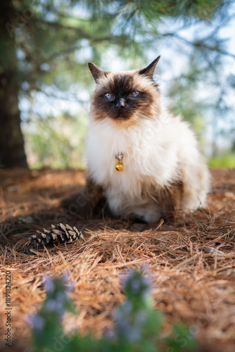 Balinese cat sitting under a pine tree
