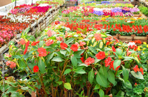 Rows of colorful flowers growing in organized garden beds at a plant nursery, showing flower cultivation, horticulture practices, and seasonal ornamental plants outdoors.